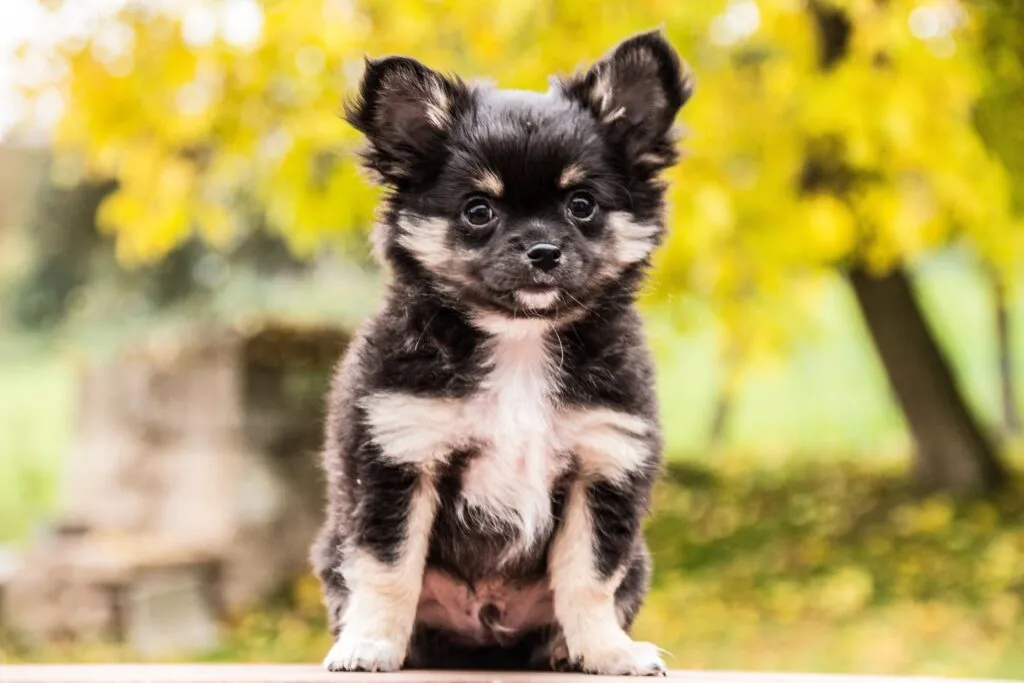 犬や猫の去勢手術をするにはどうしたらいい？当院での流れをご案内します